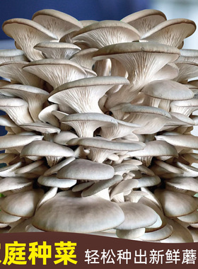 蘑菇种植包家种菌包平菇香菇灵芝磨菇种可食用自种金针菇