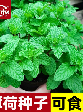 薄荷种子种籽可食用室内植物驱蚊草薄荷叶盆栽花卉薄荷苗种孑籽种