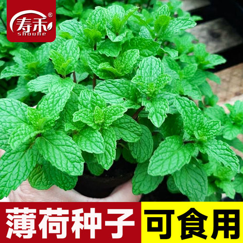 薄荷种子种籽可食用室内植物驱蚊草薄荷叶盆栽花卉薄荷苗种孑籽种