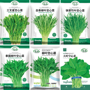泰国空心菜种子种籽苗柳叶高产小叶四季 菜籽孑籽种菜苗带根水上大