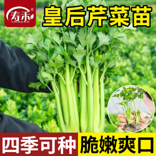 寿禾皇后西芹秧苗四季 菜苗蔬菜苗 芹菜种子种籽孑苗秧小香芹四季