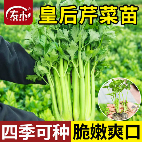 寿禾皇后西芹秧苗四季芹菜种子种籽孑苗秧小香芹四季菜苗蔬菜苗