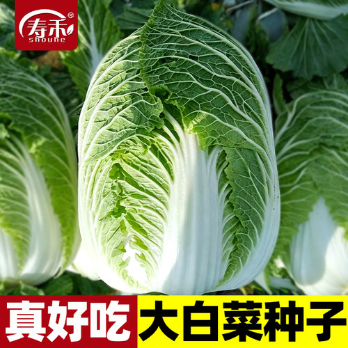 真好吃大白菜种子柔嫩味美秋季