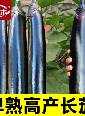 长茄子种籽种子苗圆黑紫色长茄带土嫁接茄苗四季秧苗蔬菜孑秧大全