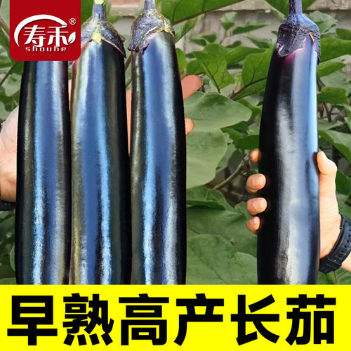 长茄子种籽种子苗圆黑紫色长茄带土嫁接茄苗四季秧苗蔬菜孑秧大全