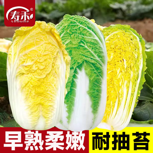 韩国娃娃菜种子种籽耐热黄心籽种蔬菜孑苗秧菜种大白菜菜籽小白菜 - 封面