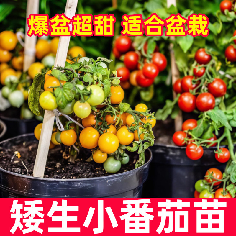 四季矮生番茄苗阳台盆栽番茄苗大全西红柿种籽圣女果蔬菜孑果苗秧