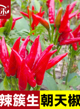 朝天椒种籽种子辣椒苗四季春季大全秧四季小米椒小米辣盆栽孑秧苗