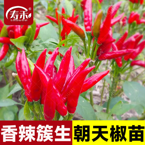 朝天椒种籽种子辣椒苗四季春季大全秧四季小米椒小米辣盆栽孑秧苗