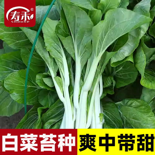 寿禾四季菜心白菜苔种子