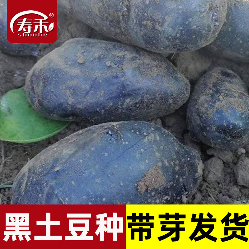 黑皮土豆种原种孑种子马铃薯种黄心带芽发芽特大季春天种籽黑土豆