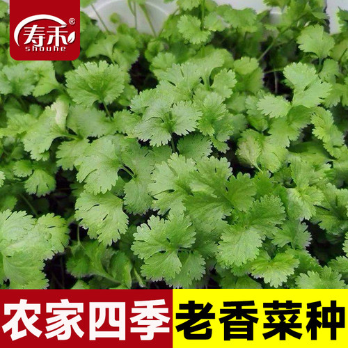 农家大叶秋冬盆栽苗食用籽种香菜