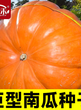 寿禾巨型南瓜种子种籽特大超大观赏太空孑蔬菜春播瓜果菜种菜籽