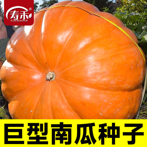 巨型南瓜超大型蔬菜种子