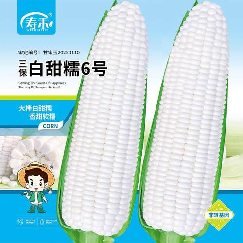 寿禾白甜糯玉米种子高产四季播