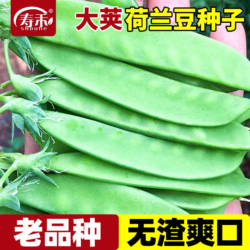 正宗大荚荷兰豆种子老品种种籽四季甜蔬菜豌豆种籽孑籽种莱蚕豆籽