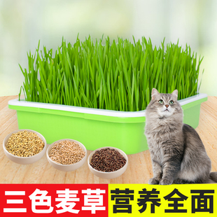 猫草种子籽小麦草籽种大麦种孑黑麦苗水培芽苗菜薄荷草种盆栽种植