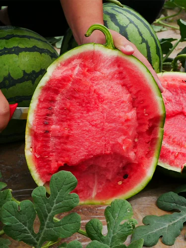 Песчаный арбуз, селен, семена песчаной дыни, саженцы единорога, гигантские семена саженцев горного камня Нинся.