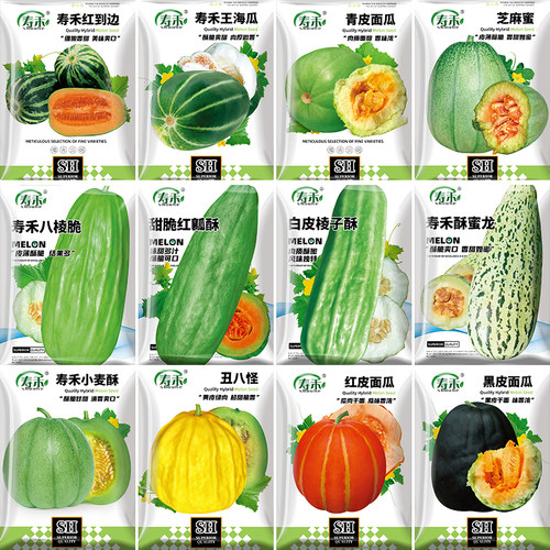 绿宝甜瓜种子四季栽盆栽