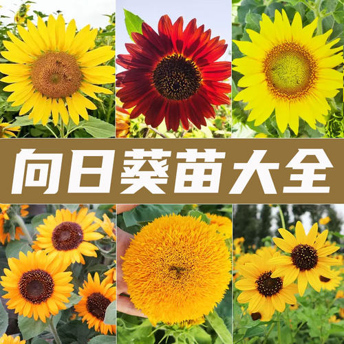 向日葵种子种籽孑观赏盆栽子苗秧活苗花籽花种一年四季播种花卉种