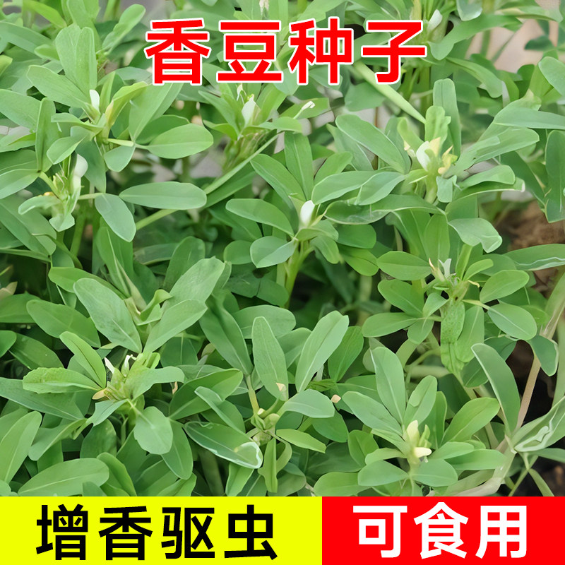 香豆种子叶菜种子香草香豆子春秋四季阳台盆栽葫芦草蔬菜种籽子孑