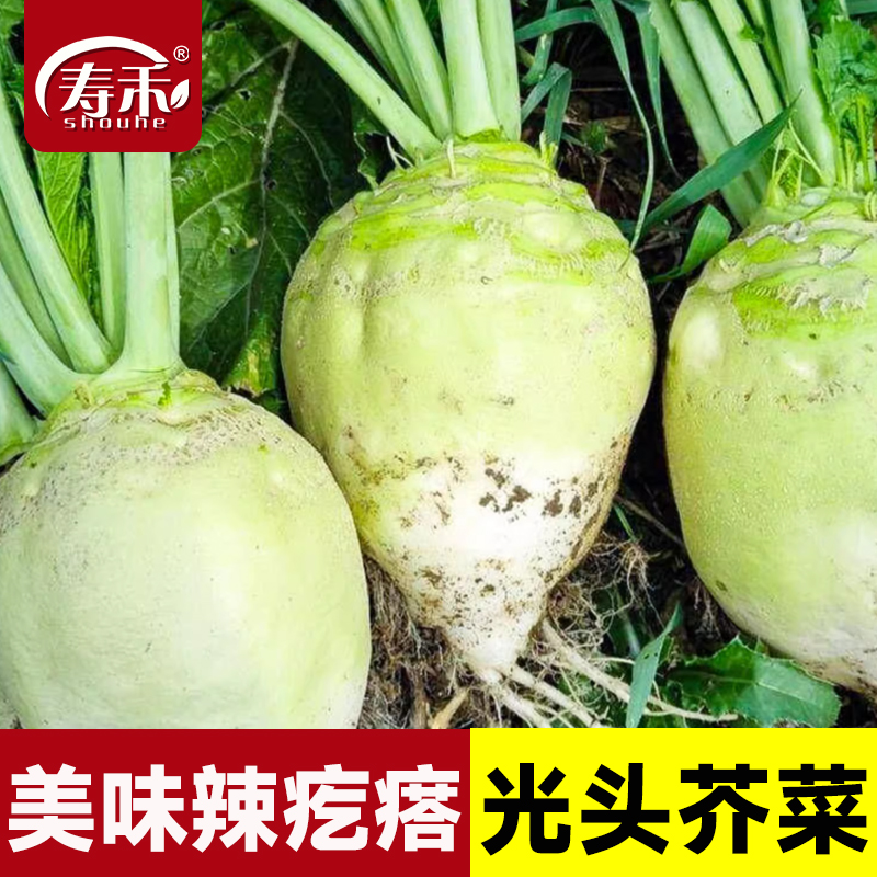 辣疙瘩秋季大头菜种子
