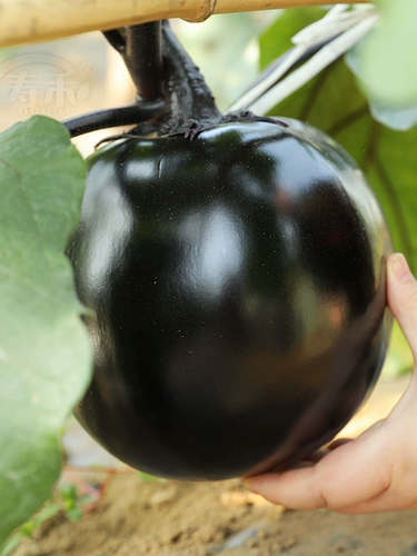 Японские круглые семя семян семян семян семян/черного сокровища.