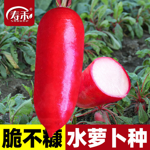 老不糠水萝卜四季盆栽菜种