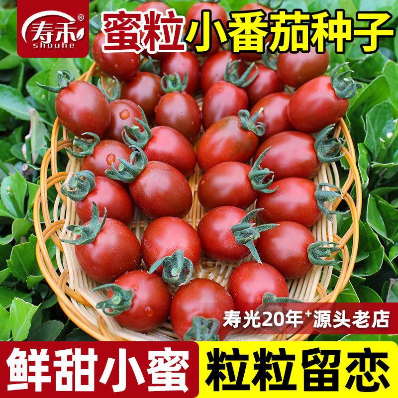 蜜莉小番茄紫色圣女果种子苗秧秧苗巧克力蔬菜盆栽西红柿种籽果苗
