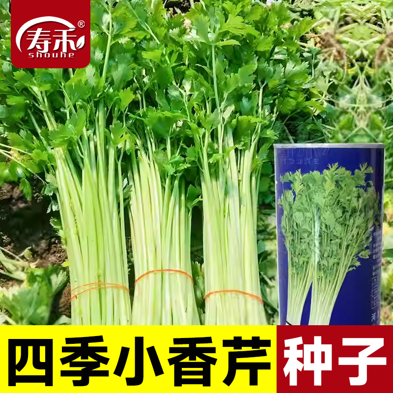 四季小芹菜种子香芹老品种