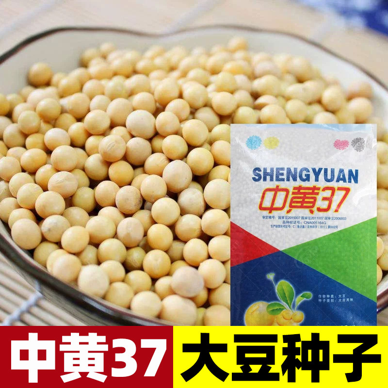 中黄37黄豆种子大粒八月夏播早熟春季种可留种老品种早熟大豆种籽图片