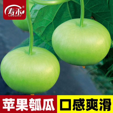 和利农苹果瓠瓜种籽短瓠瓜种子菜葫芦小瓠子蔬菜孑瓜种长瓢瓜 圆
