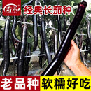 日本经典 孑秧苗 长茄茄子种子种籽苗秧黑紫色特长本地带土蔬菜四季