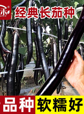 日本经典长茄茄子种子种籽苗秧黑紫色特长超长特大蔬菜四季孑秧苗