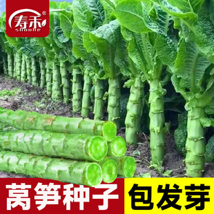 秋莴笋种子菜种窝笋莴苣种籽苗秧秧苗耐寒青笋四季 蔬菜孑子香大全