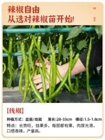 6 перец саженцев