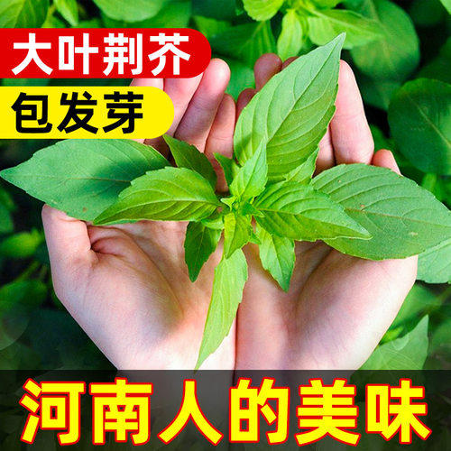 河南大叶荆芥种子苗孑小青菜带土带根盆栽籽种荆棘菜籽荆芥菜种籽