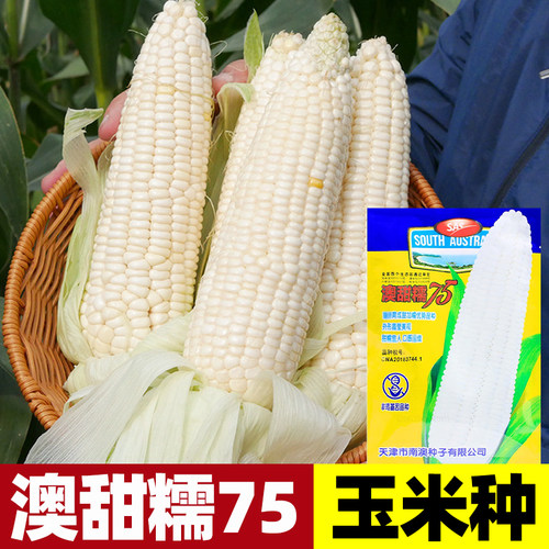 澳甜糯75糯玉米种子早熟大棒甜加糯春秋白糯粘玉米苞米种子籽种孑