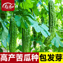 荷兰高产苦瓜种子种籽苗嫁接带土大全孑苹果蔬菜秧苗四季 菜苗秧白