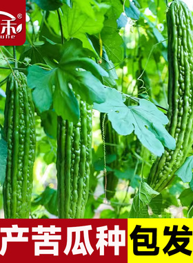 荷兰高产苦瓜种子种籽苗嫁接带土大全孑苹果蔬菜秧苗四季菜苗秧白