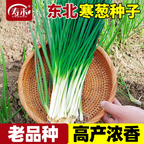 老品种东北寒葱种子小香葱种籽阳台盆栽蔬菜孑子葱种分葱葱小葱种