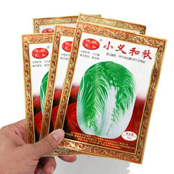 正宗山东胶州大白菜种子种籽孑 小/义和秋高产蔬菜冬储秋季冬季