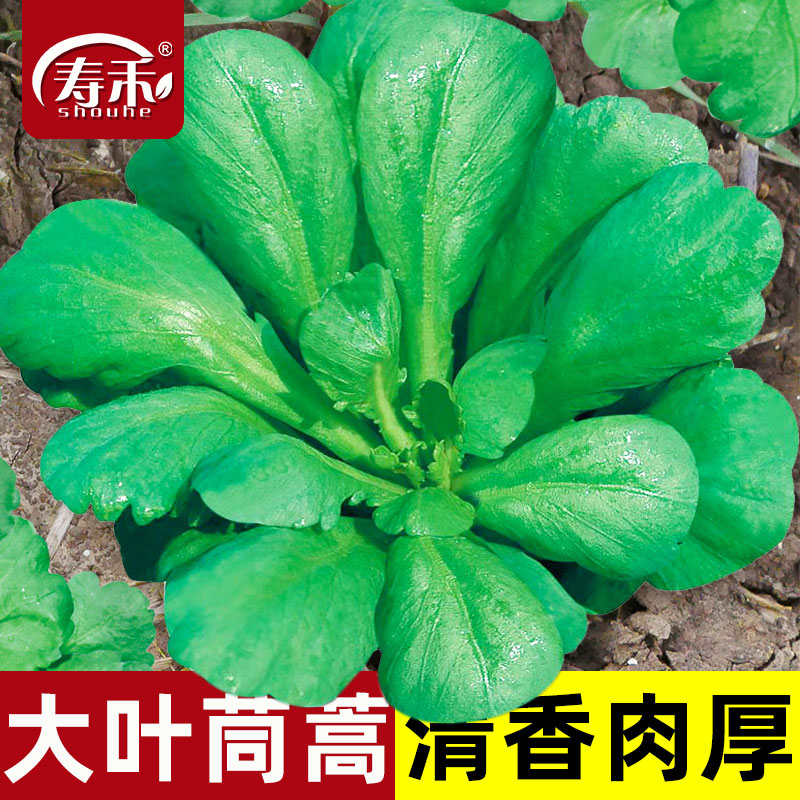 小叶皇帝菜冬季籽种茼蒿