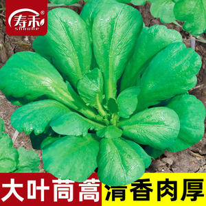 小叶皇帝菜冬季籽种茼蒿