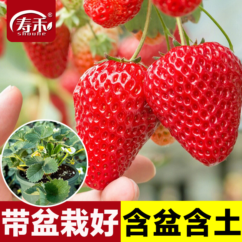 加仑草莓盆栽带花果种籽子种植四季种子白苗带土带盆大食用秧草梅