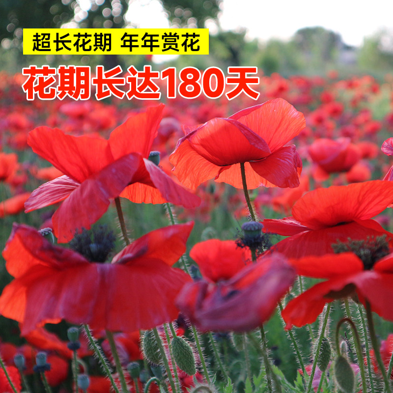 虞美人花种子冰岛重瓣红色种子种籽孑子四季盆栽阳台庭院花种花苗