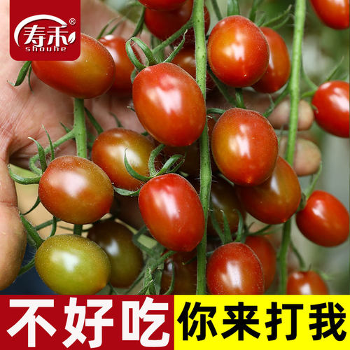 紫千禧口感番茄种子圣女果四季