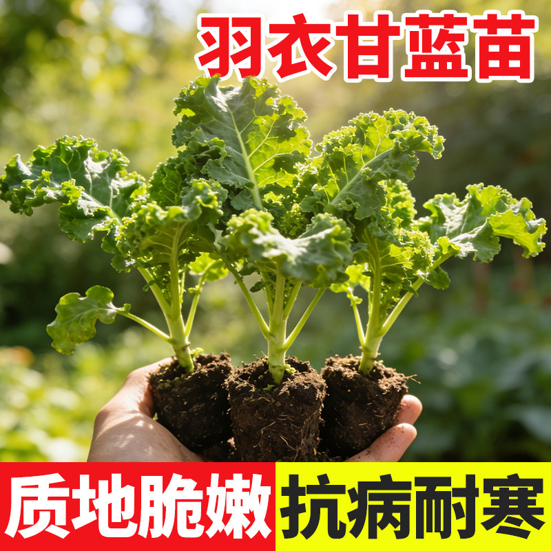 羽衣甘蓝种子种籽苗孑食用秋冬季蔬菜种籽四季盆栽菜苗冬季大苗
