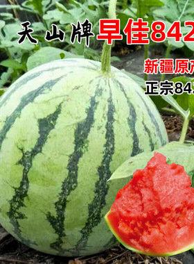 早佳8424高产西瓜种子种籽苗美都冰糖麒麟瓜南方秧苗盆栽秧孑嫁接