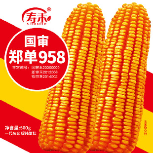 良种 高产饲料玉米种子高产量郑单958早熟杂交种籽孑特大郑丹正品